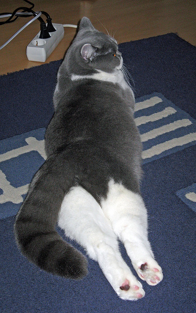 2026世界杯焦点战，几内亚踏平波兰，非洲新王崛起之夜